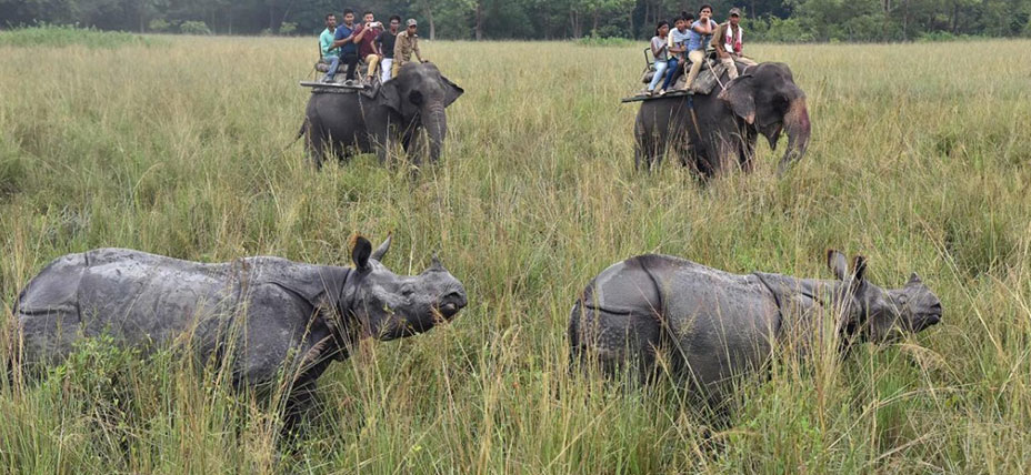 Kaziranga Safari Day