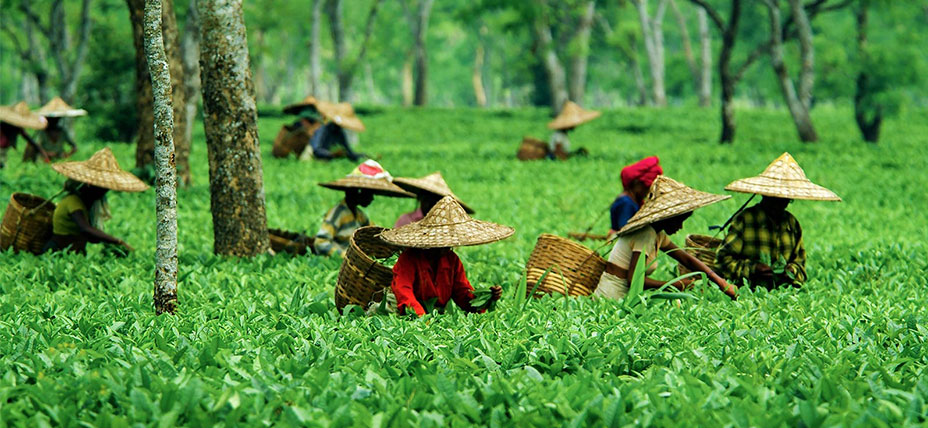 Tea Gardens Tour