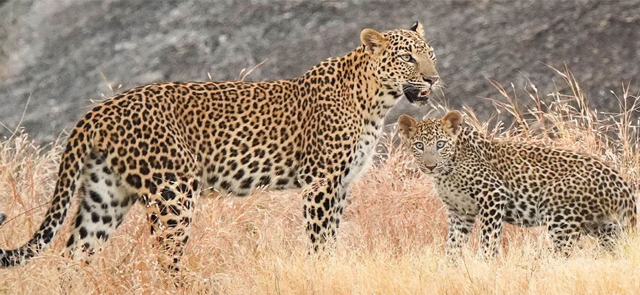 Jawai Safari Day