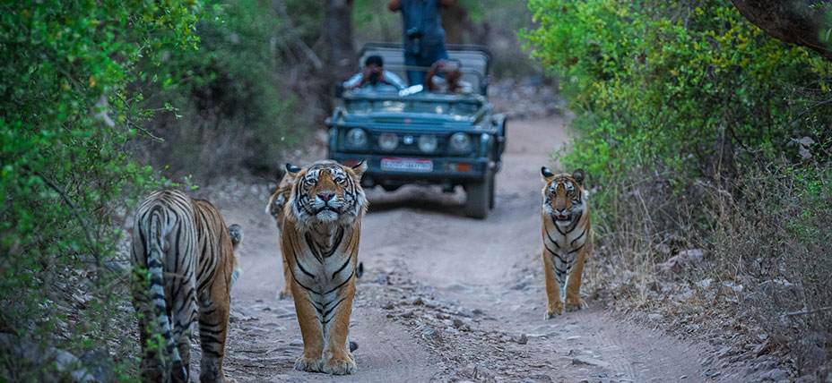 Jaipur - Ranthambore Safari