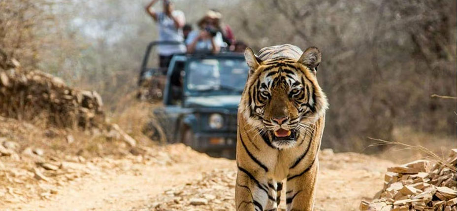 Nainital - Jim Corbett National Park