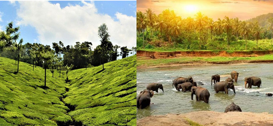 Munnar-Thekkady